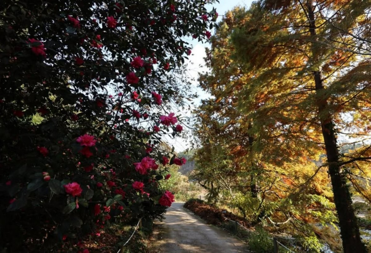 천리포수목원. / 천리포수목원 공식 인스타그램