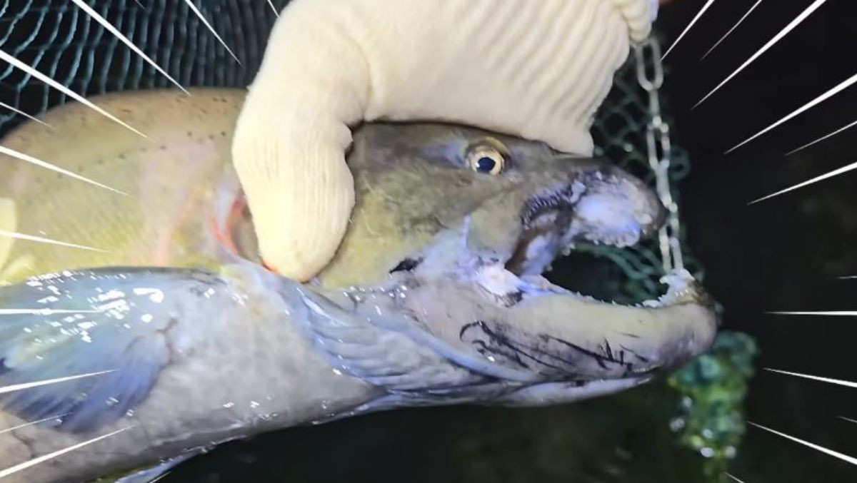 강해형 산천어(송어)의 산란기때 모습. / 유튜브 'TV생물도감'