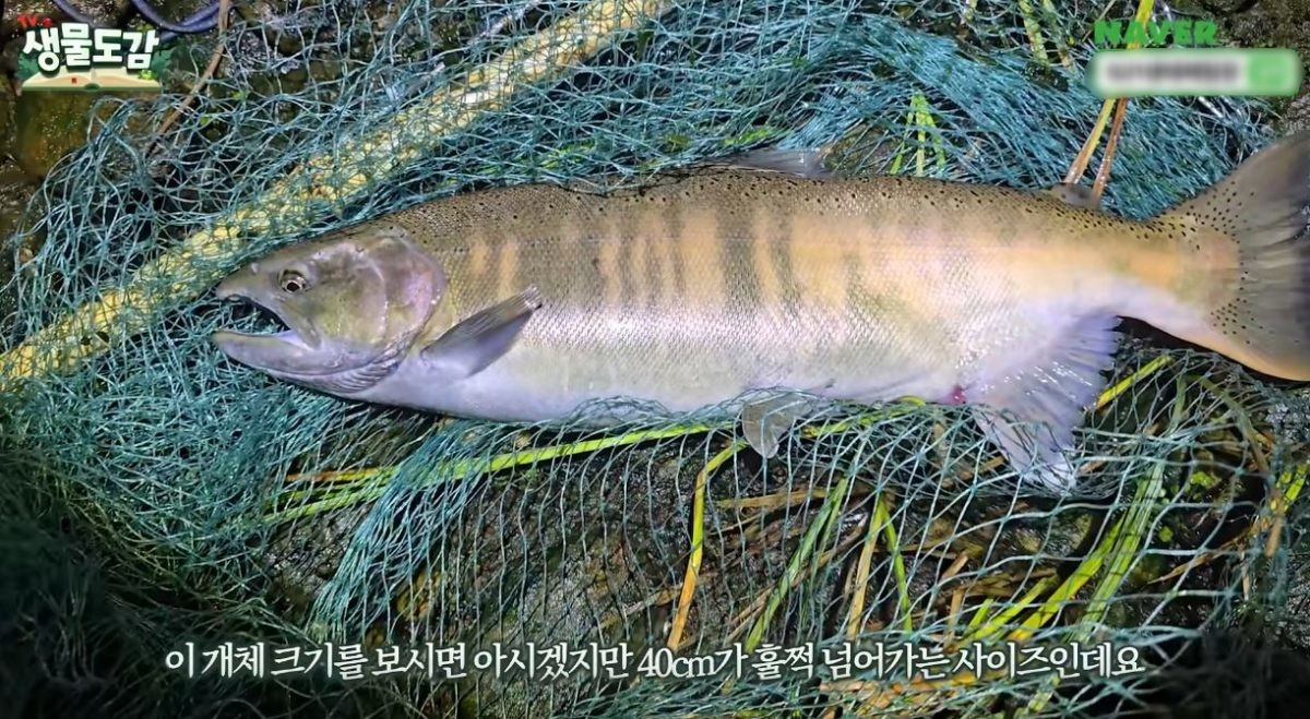 족대에 잡힌 산천어. / 유튜브 'TV생물도감'