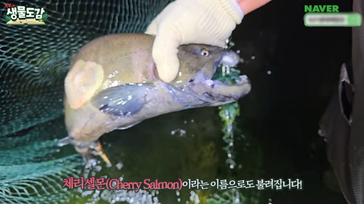 '체리셀몬'이라고도 불리는 산천어. / 유튜브 'TV생물도감'