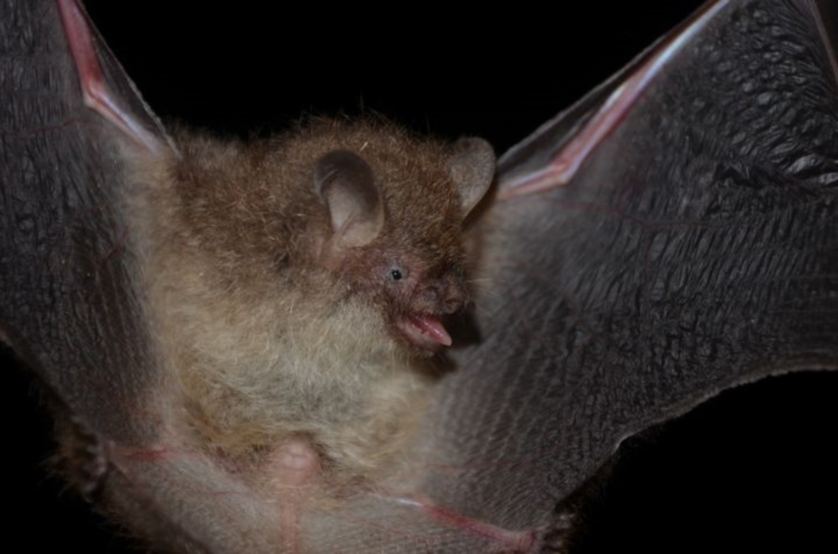 멸종위기 야생생물인 작은관코박쥐(1급) / 대구지방환경청 제공