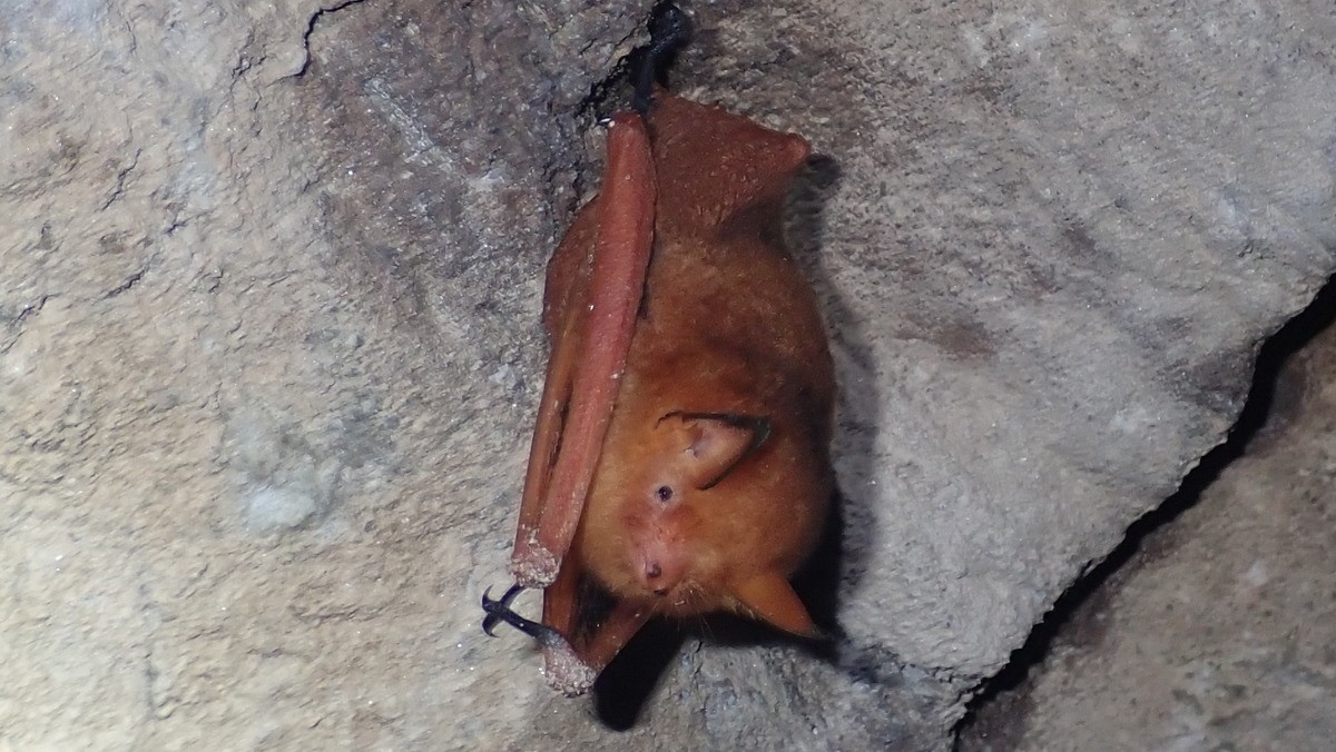 멸종위기 야생생물인 붉은박쥐(1급) / 대구지방환경청 제공