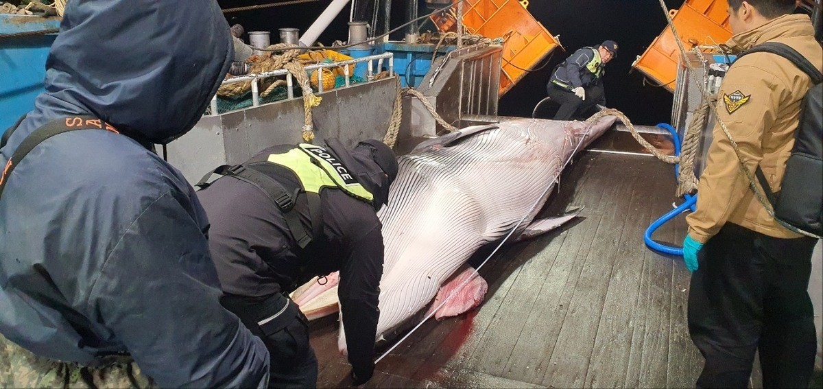 제주 해상에서 혼획된 밍크 고래. / 서귀포해양경찰서 제공 - 연합뉴스