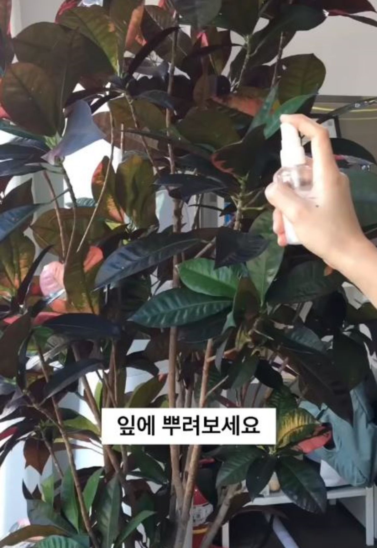 유통기한 지난 마요네즈를 물과 적당량 섞어 식물에 도포하는 모습. / 유튜브 '무해로움'