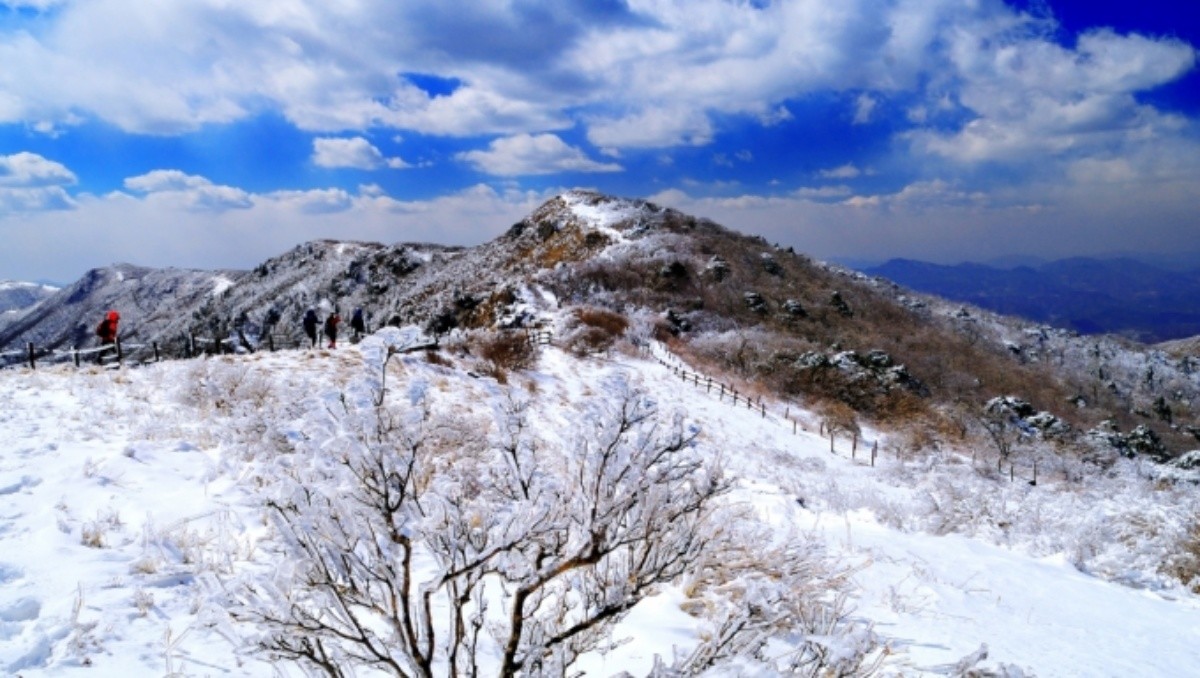 소백산 상고대 / 단양군 제공