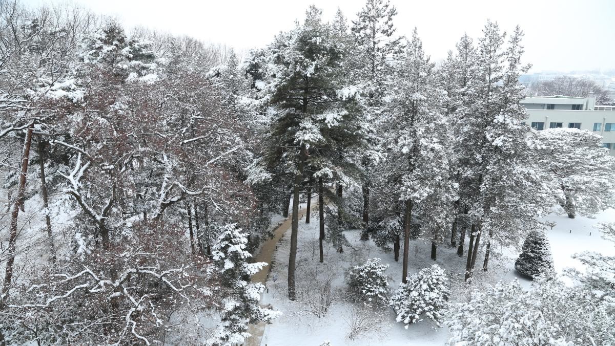 홍릉숲 겨울 풍경. / 국립산림과학원 제공