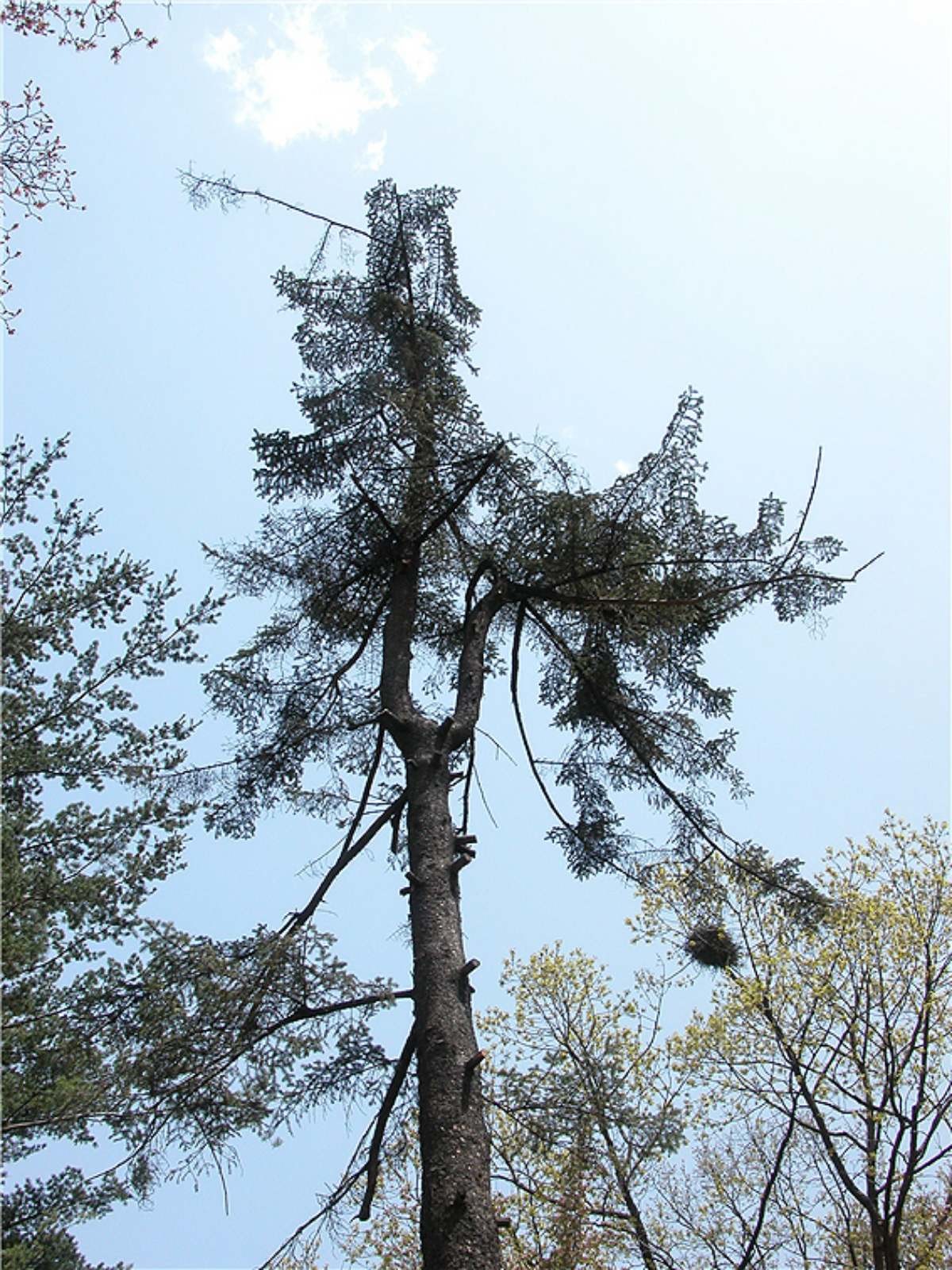 풍산가문비나무. / 산림청 제공