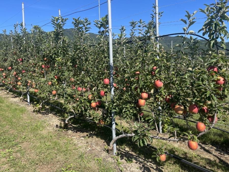 포항시 북구 기북면 사과농가 전경/포항시