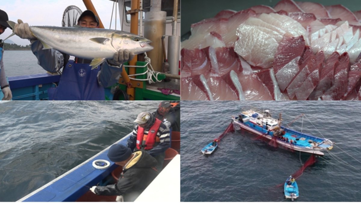 EBS1 '극한직업' 미리보기 페이지에서 제공하는 '겨울 대물을 찾아라! 방어와 장마' 편 자료 사진 / EBS 제공