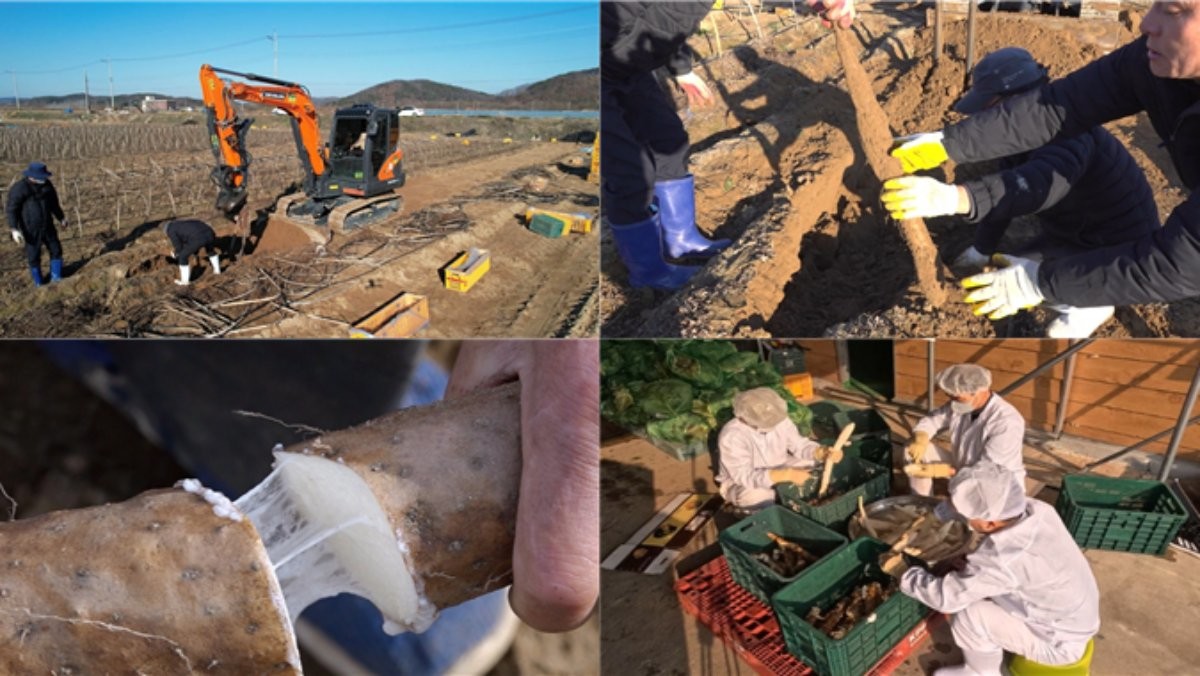 EBS1 '극한직업' 미리보기 페이지에서 제공하는 '겨울 대물을 찾아라! 방어와 장마' 편 자료 사진 / EBS 제공