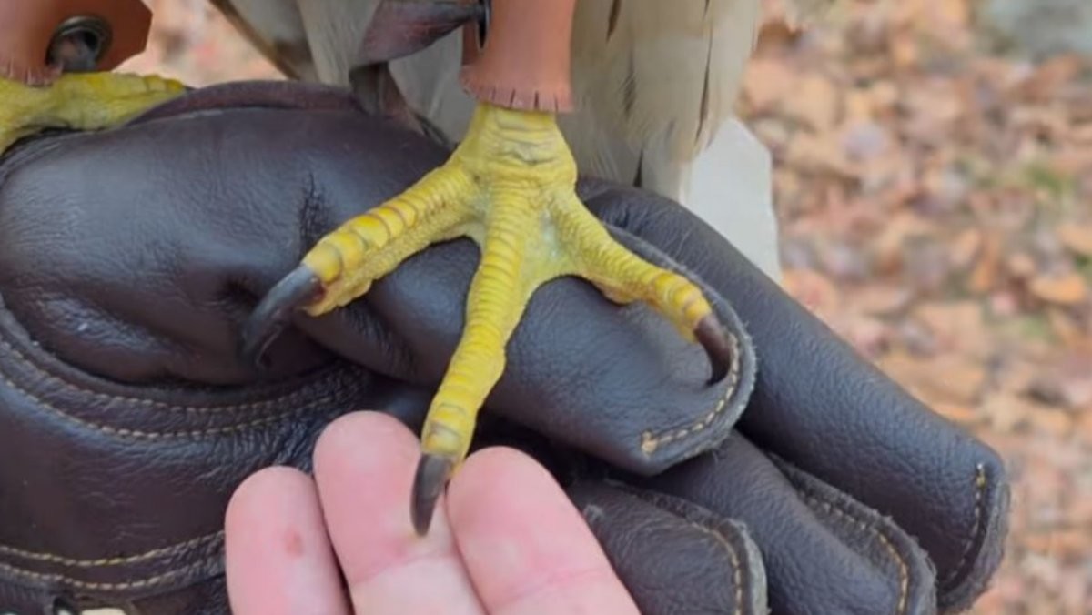 참매의 발톱. / 유튜브 '다흑'