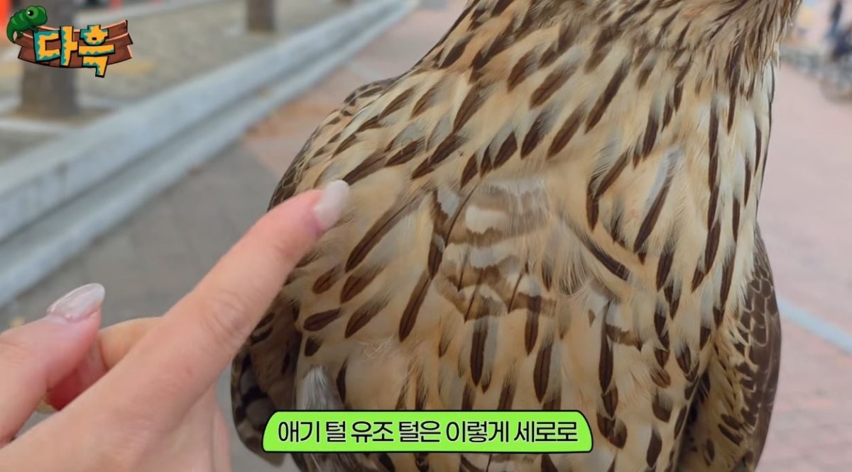 어직 어린 참매의 털. / 유튜브 '다흑'