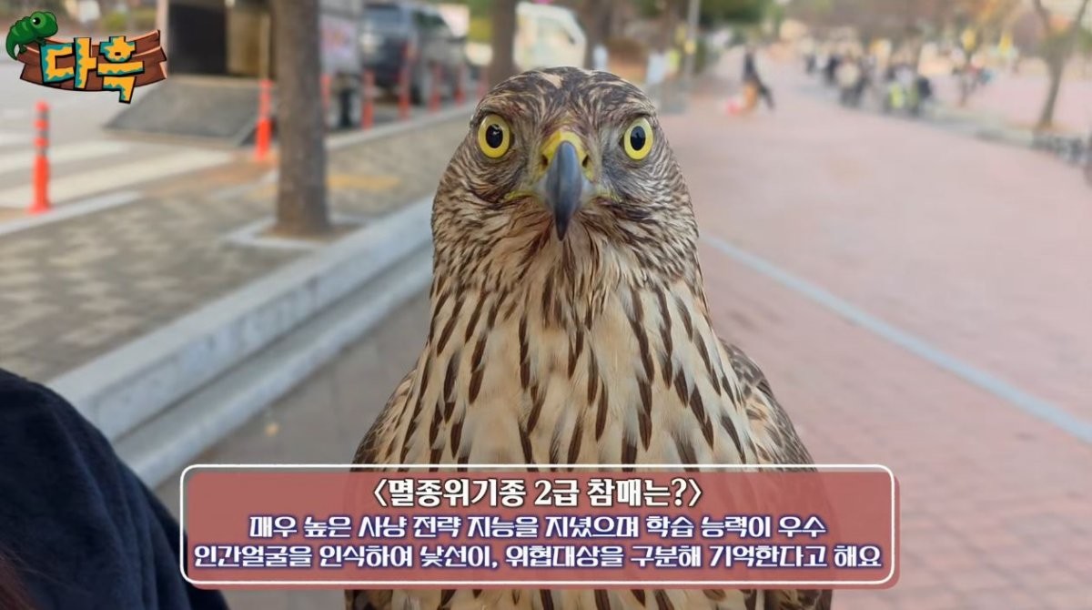 참매에 대한 설명. / 유튜브 '다흑'