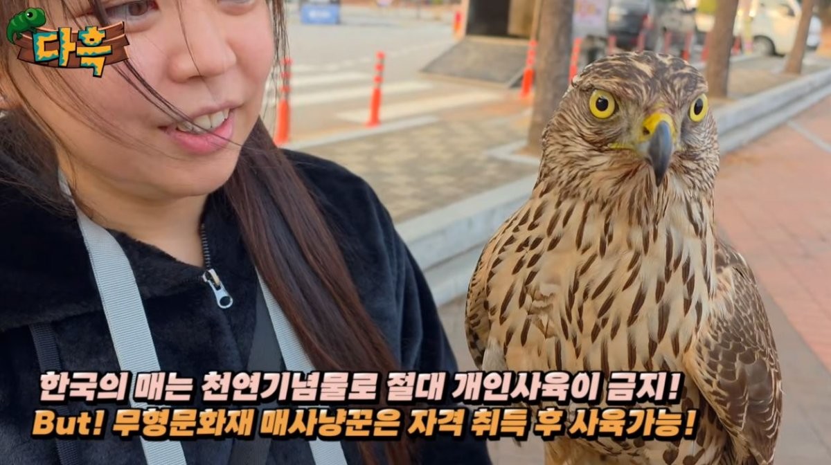 천연기념물이라는 한국의 매. / 유튜브 '다흑'