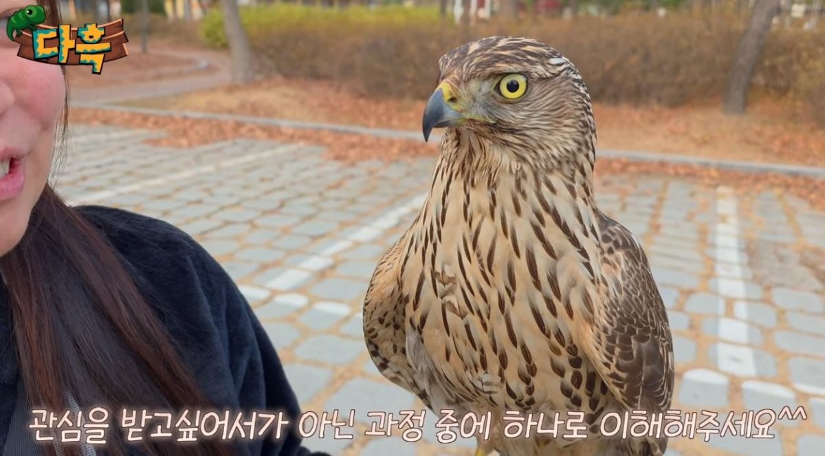 멋지게 생긴 참매. / 유튜브 '다흑'