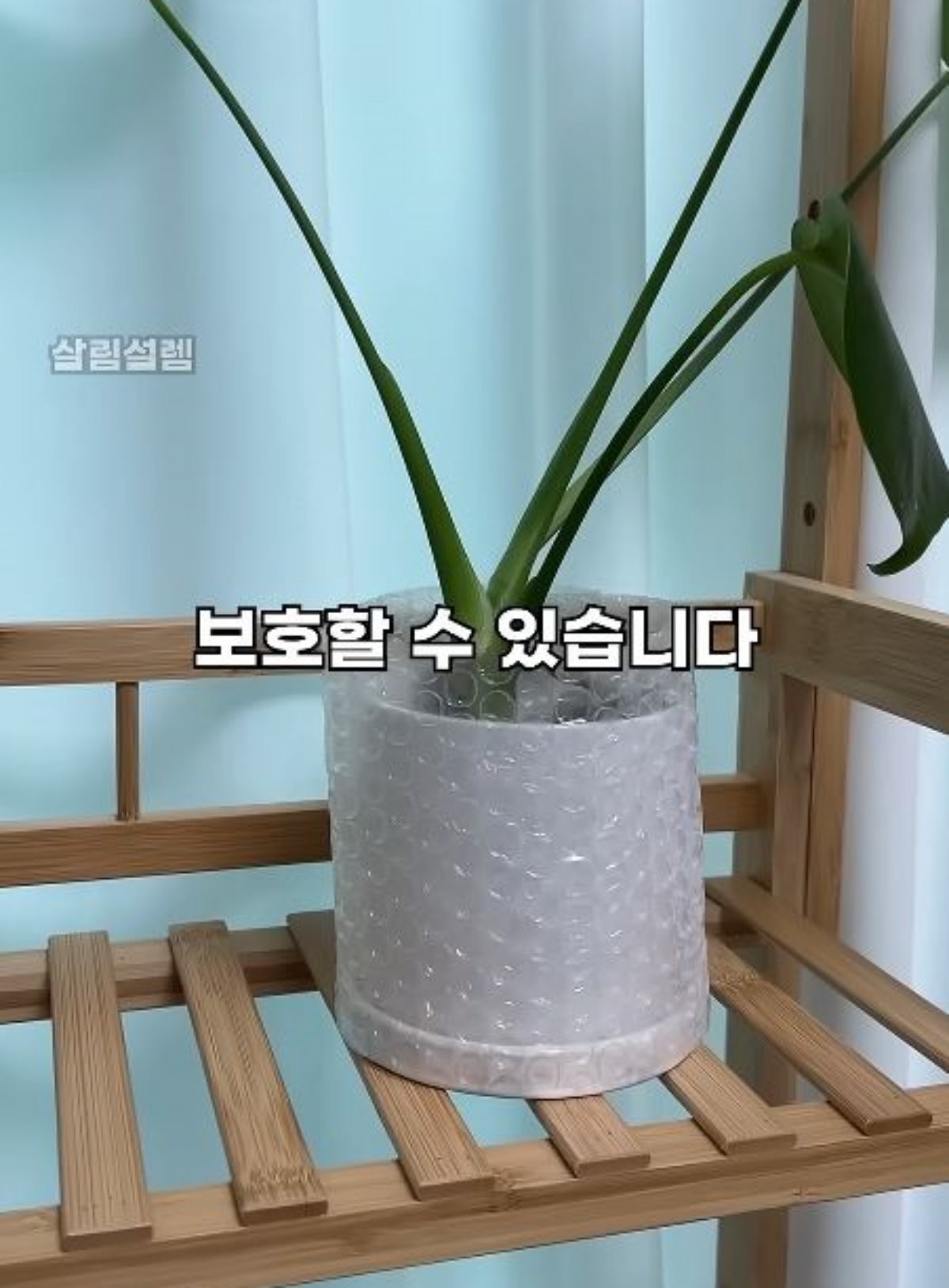 화분에 뽁뽁이를 감싼 모습. / 유튜브 '살림설렘'