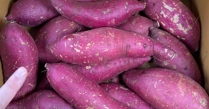 유튜브 '집나간아들 Runaway Son'