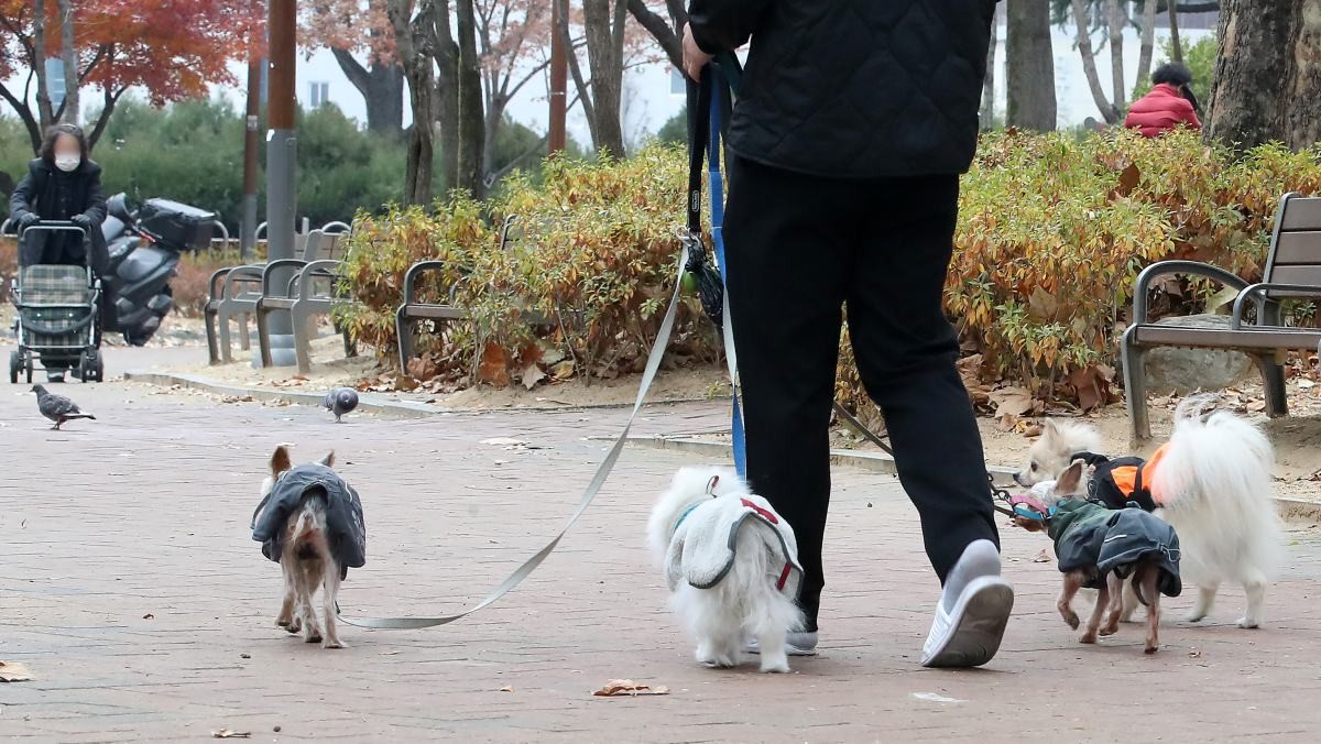 대구 서구 감삼못공원에서 한 시민이 반려견 4마리와 함께 산책하고 있다 / 뉴스1