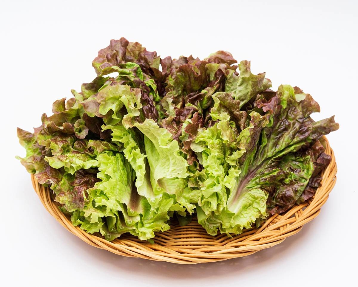 상추 / Stock for you-Shutterstock.com