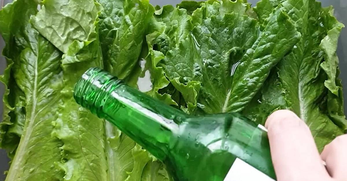 상추에 소주를 부으면 벌어지는 일 / 유튜브 '집나간아들'