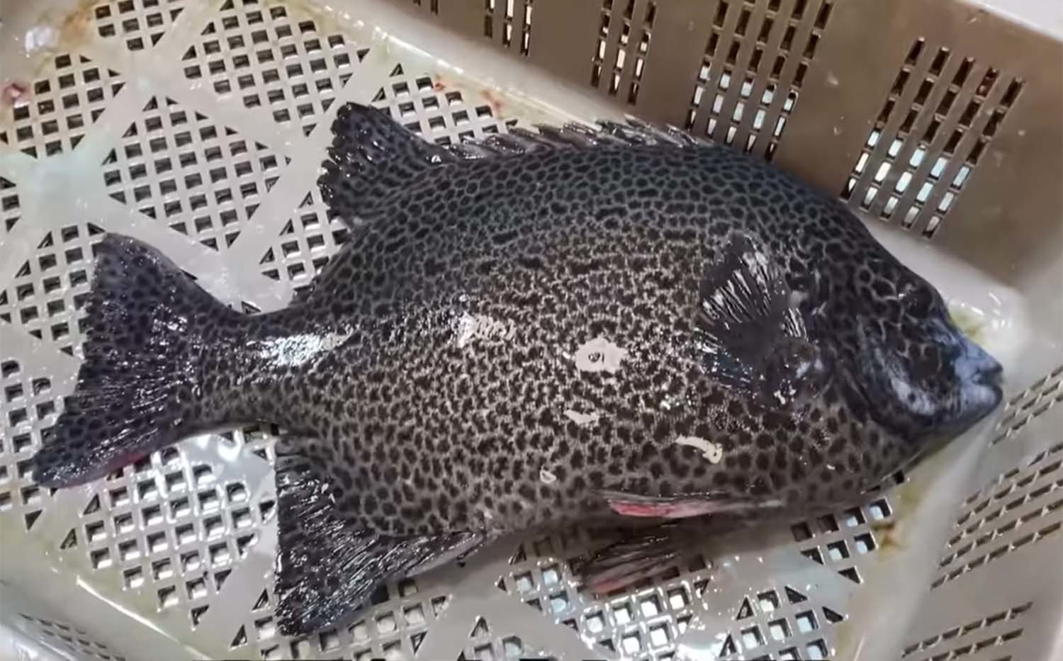 강담돔 / '푸드박스' 유튜브 채널