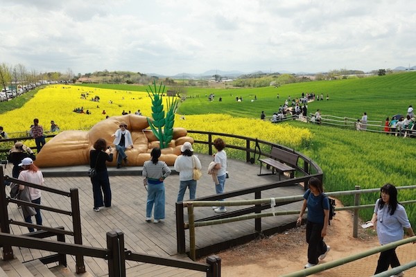 고창 청보리밭축제 관광객 / 고창군