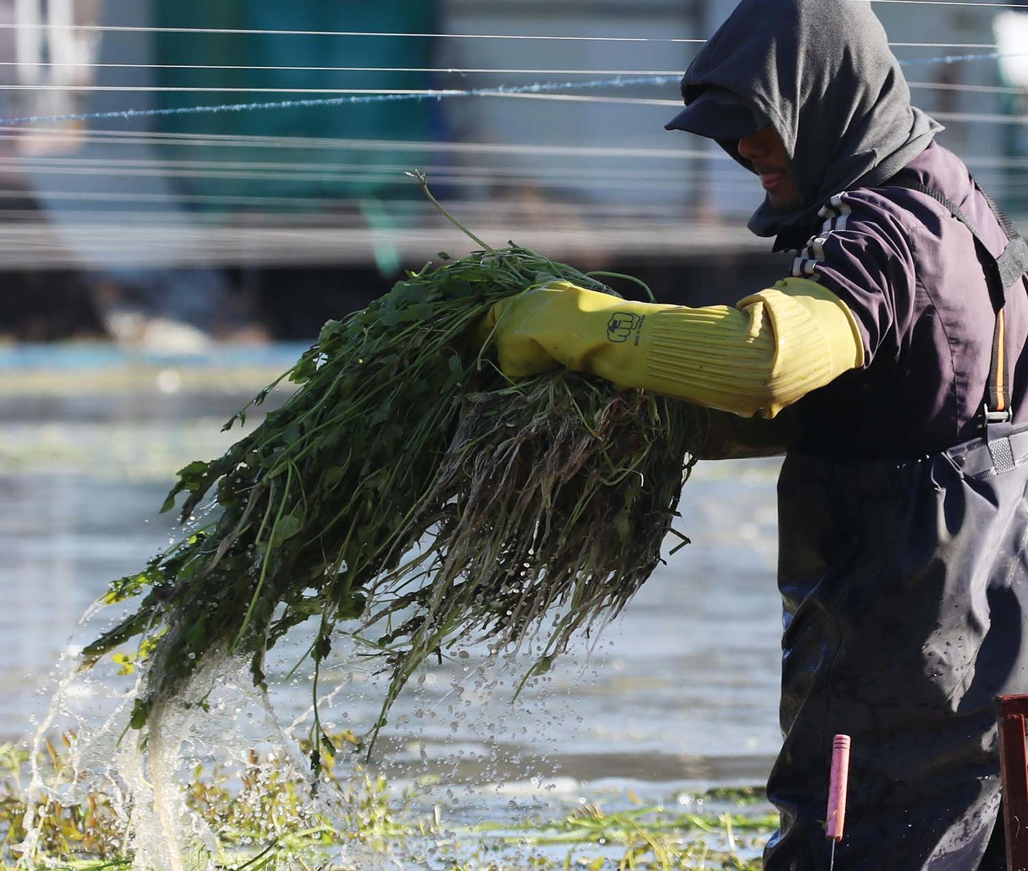 미나리 수확 모습. / 뉴스1