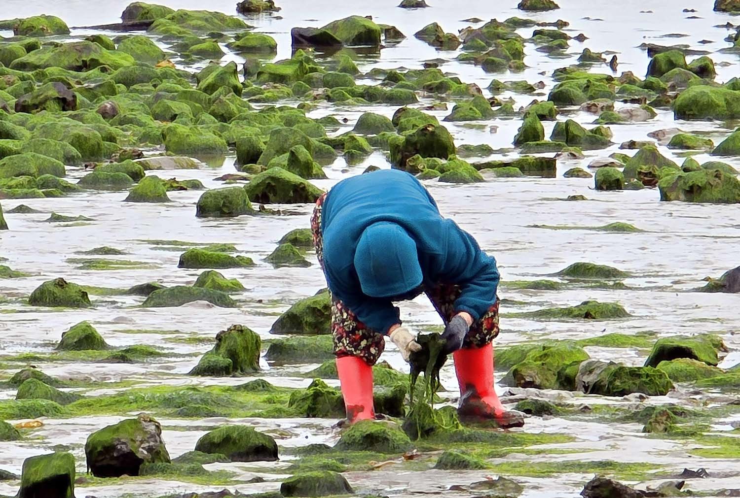 파래 수확 모습. / 뉴스1