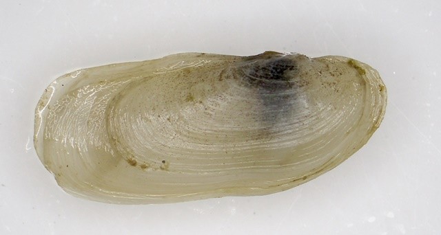 가리맛조개 우량 종자