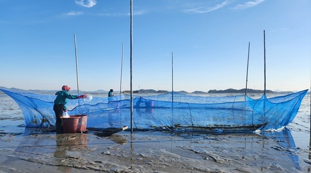 가리맛조개 종자 살포