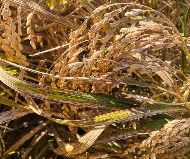 벼 깨씨무늬병 피해(무안)