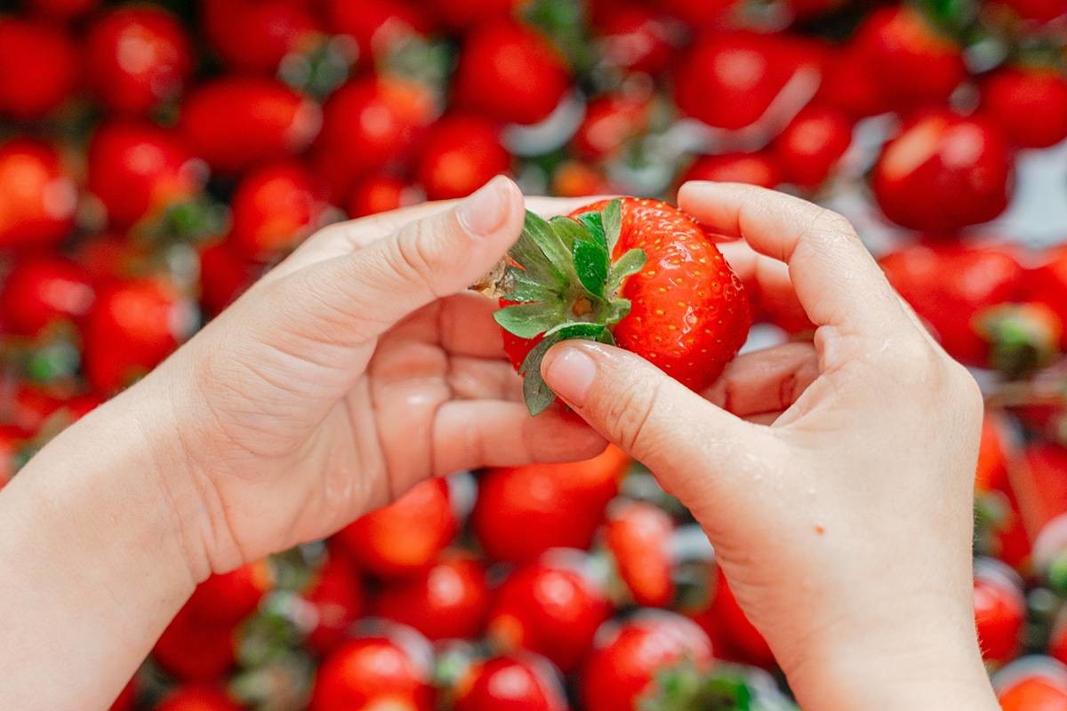 맛있는 딸기 고르는 법 / Elena Ebinger-Shutterstock.com