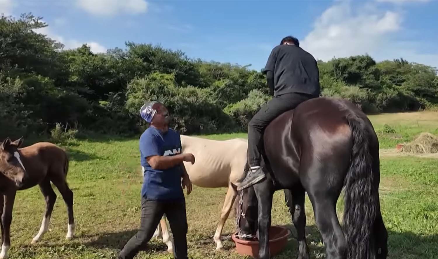 은퇴 경주마들이 함께 살아가는 '말의 숲' / EBS 다큐