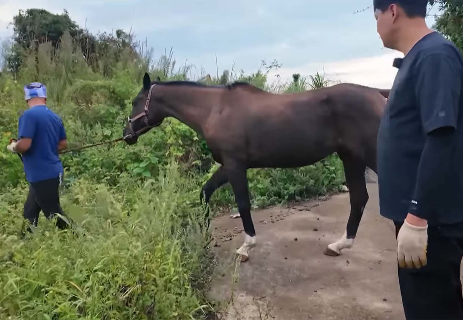 은퇴 경주마들이 함께 살아가는 '말의 숲' / EBS 다큐