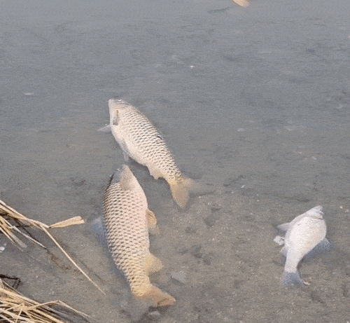 물고기 집단 폐사 현장. / 독자 제공-연합뉴스