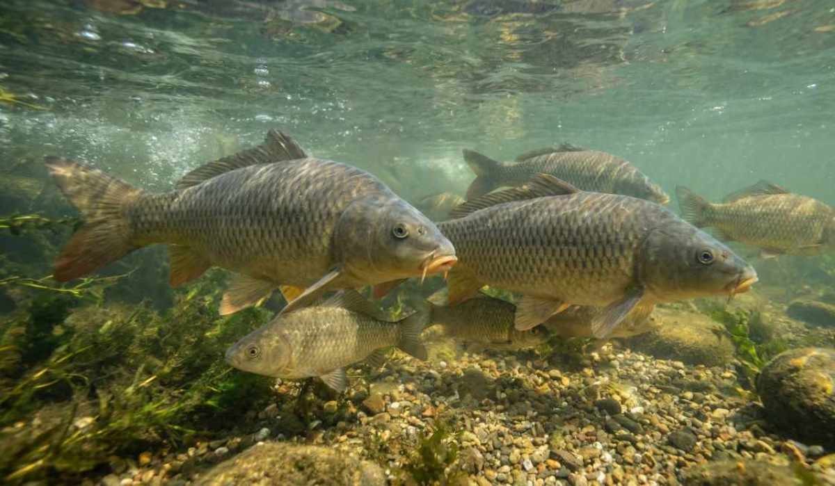 하천의 붕어와 잉어. 기사 내용을 바탕으로 제작한 자료사진.