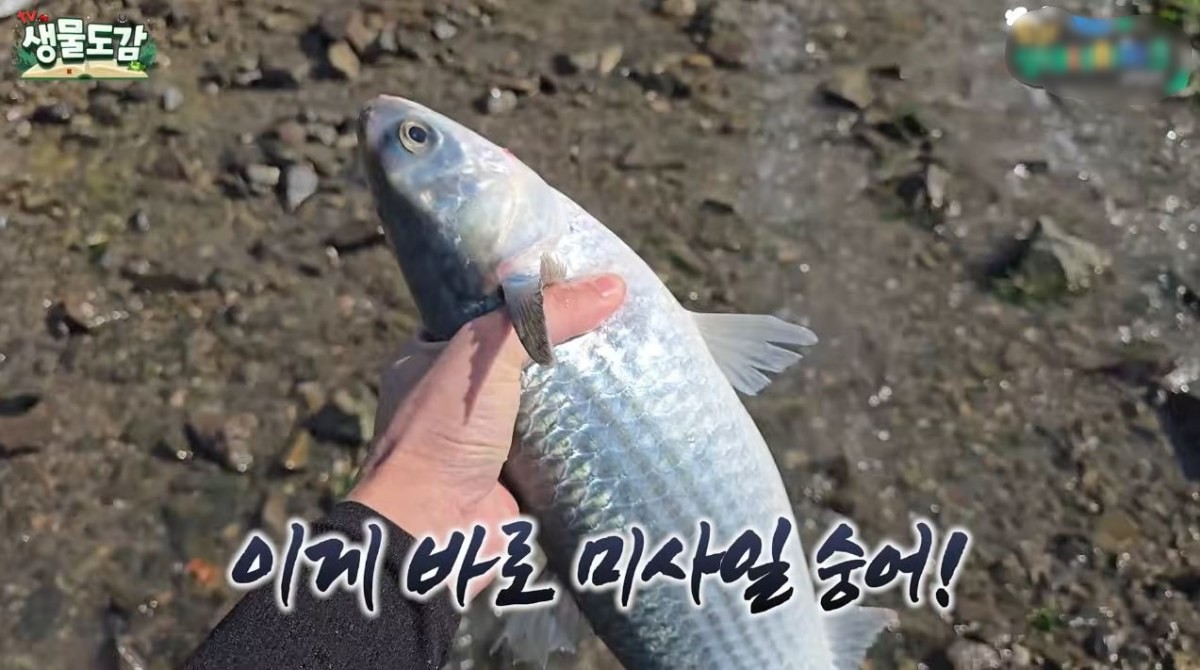 잡힌 숭어. 알이 매우 굵다. / 유튜브 'TV생물도감'