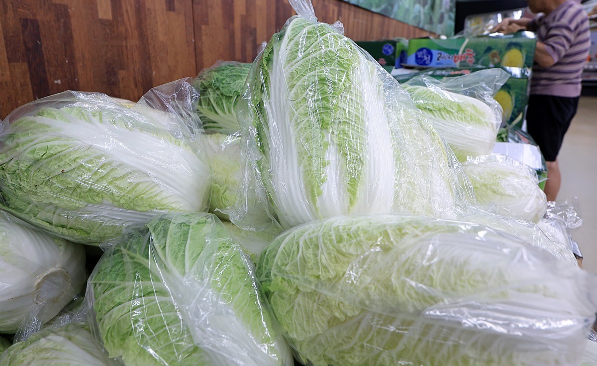 싱싱한 배추 모습.     겨울철 배춧국은 차가운 날씨에 지친 몸을 부드럽게 풀어 주는 대표적인 집밥입니다. 기사 이해를 돕기 위한 자료 사진입니다.