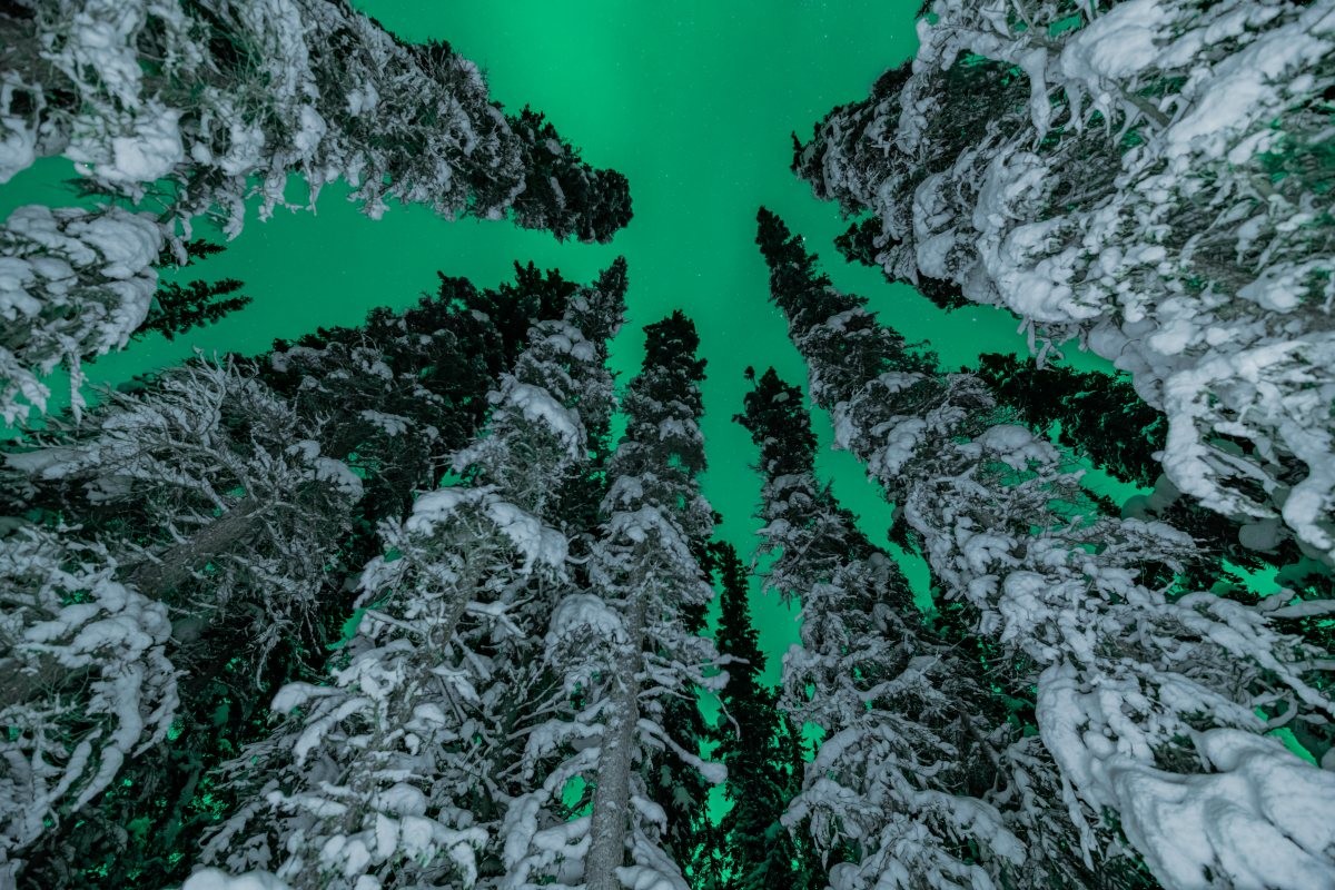 북캐나다의 겨울. / Scalia Media-shutterstock.com