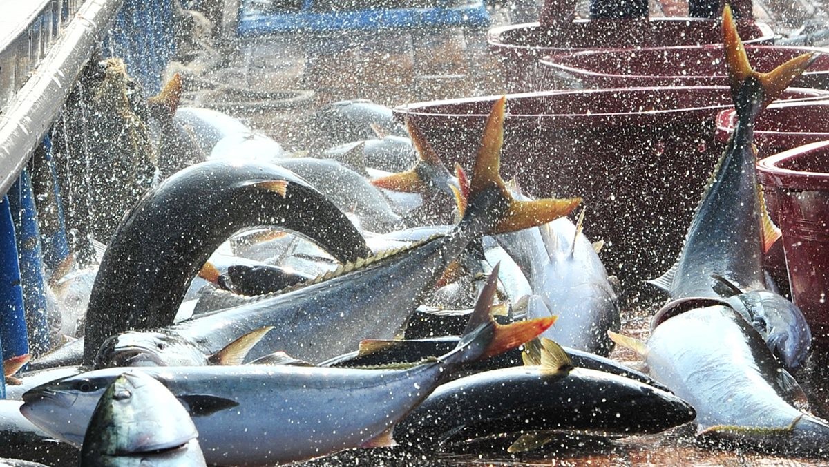 겨울철 별미로 꼽히는 방어 / 뉴스1