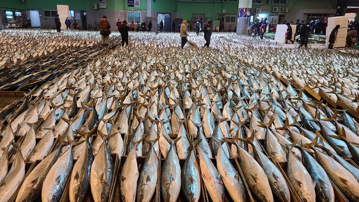 경매 중인 방어 / 뉴스1