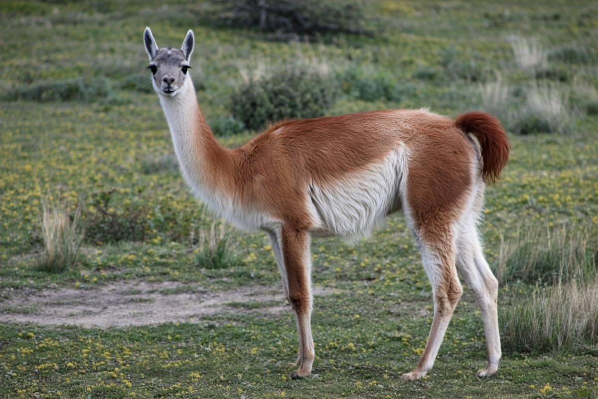 낙타과 라마속에 속하는 포유류인 과나코. 기사 내용을 바탕으로 제작한 자료사진.