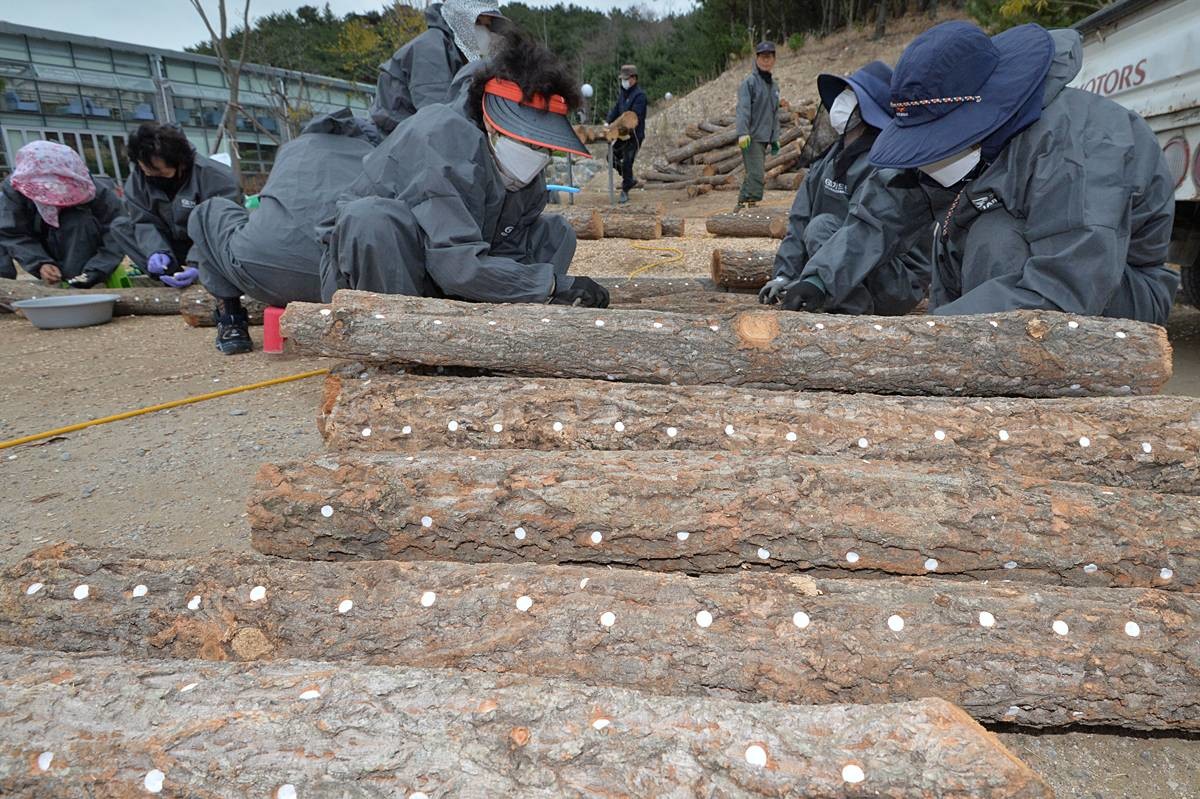 근로자들이 표고버섯 종균을 나무에 집어넣고 있다. 기사와 무관 / 뉴스1