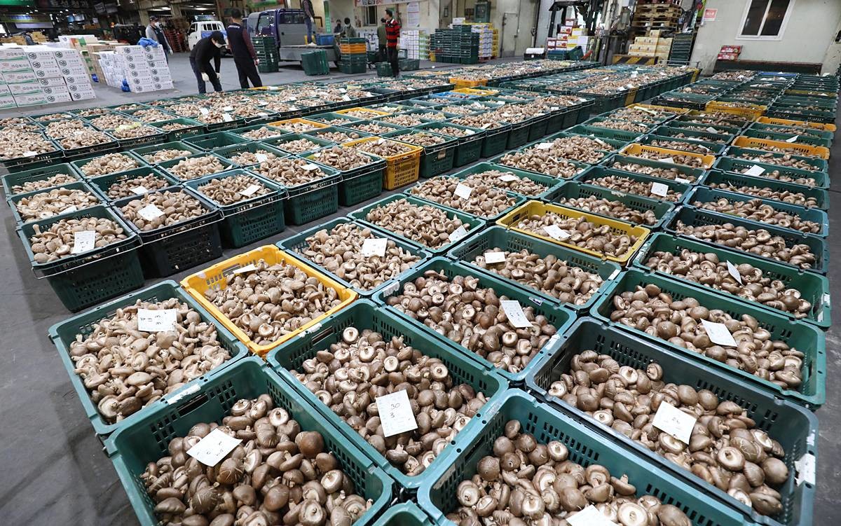 근로자들이 표고버섯 종균을 나무에 집어넣고 있다. 기사와 무관 / 뉴스1