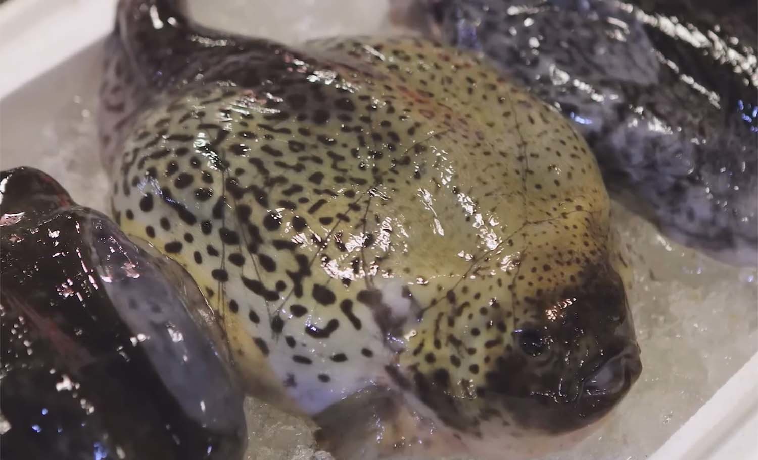 강원도에서 도치로 불리는 뚝지. / '입질의추억TV' 유튜브