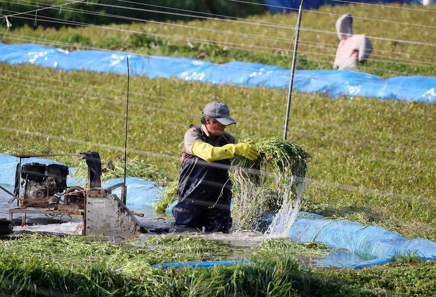 17일 부산 기장군 철마면의 한 미나리꽝에서 농민이 겨울철 입맛을 돋우는 미나리를 수확하고 있다. / 뉴스1