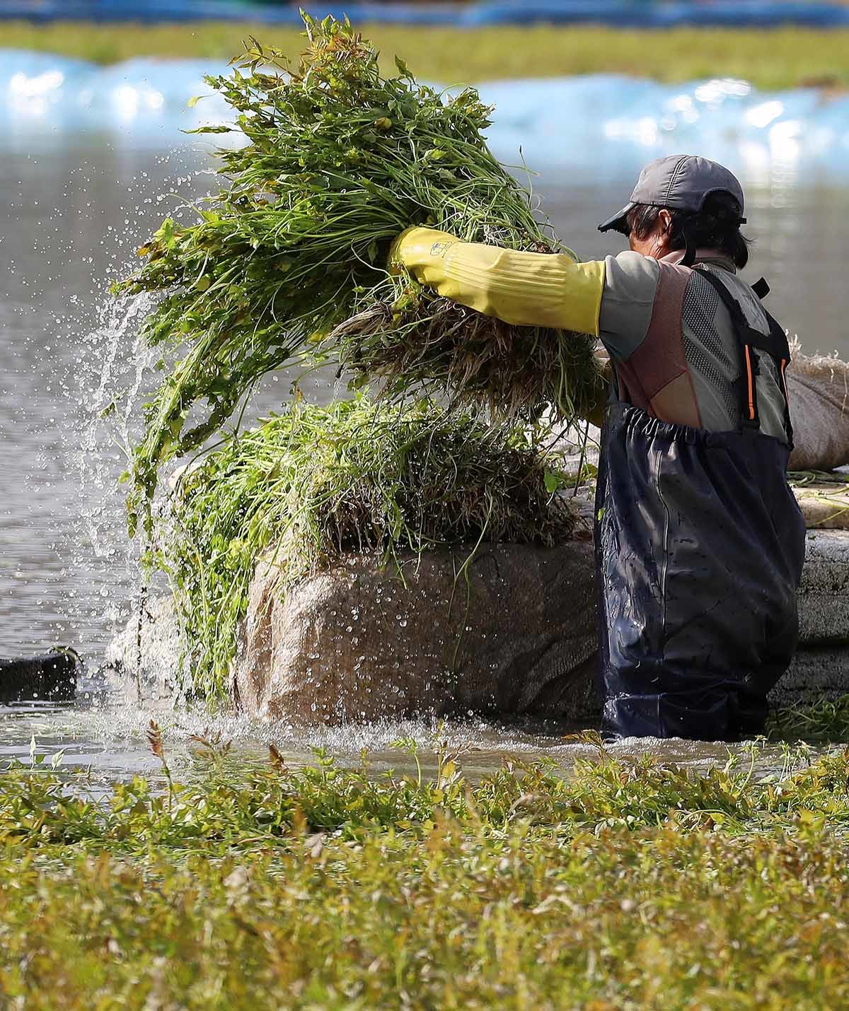17일 부산 기장군 철마면의 한 미나리꽝에서 농민이 겨울철 입맛을 돋우는 미나리를 수확하고 있다. / 뉴스1