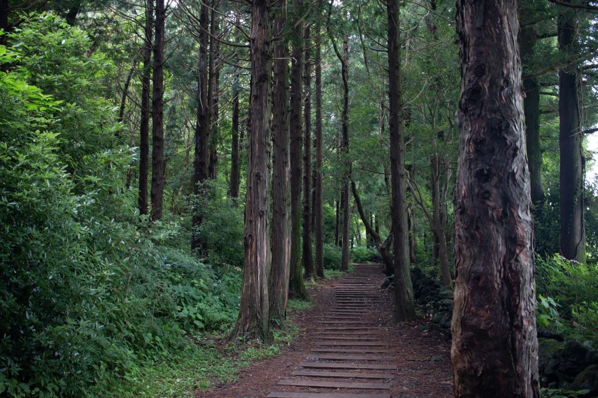 사려니숲길. / Hello Travel-shutterstock.com