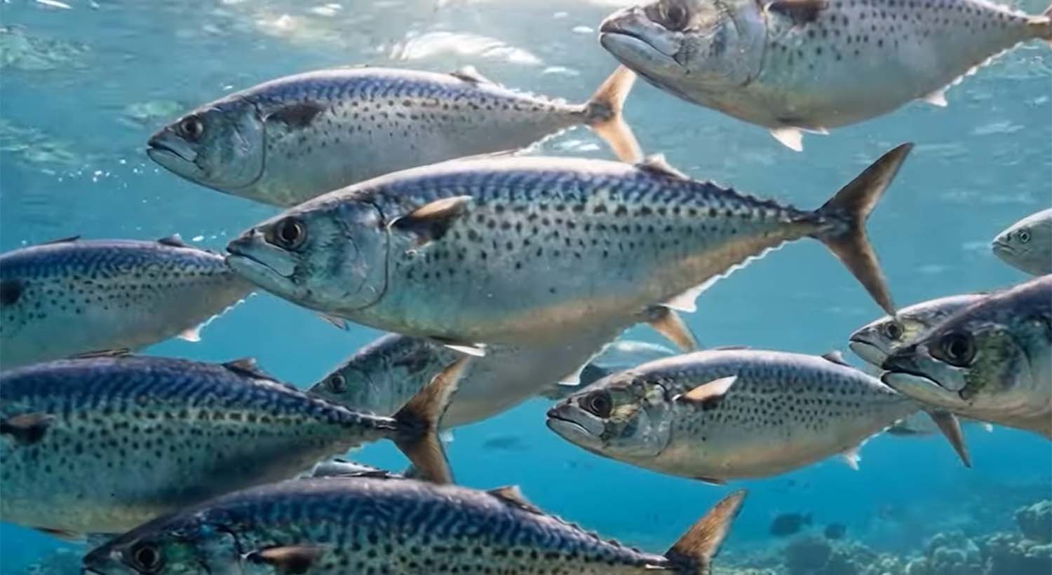 고등어 / '생선장수 박장군' 유튜브 채널