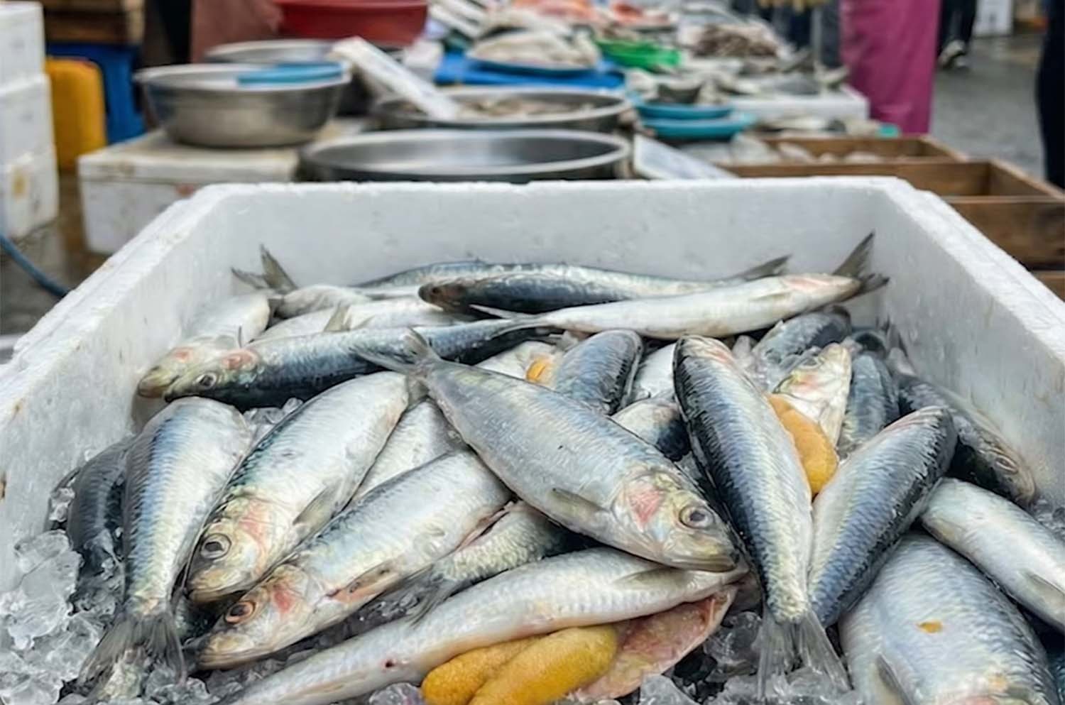 청어 / '생선장수 박장군' 유튜브 채널